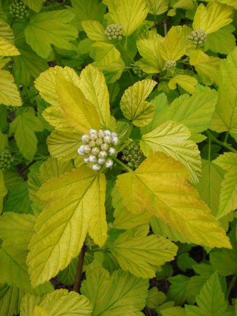 Physocarpus opulifolius 'Dart's Gold' fleur P24